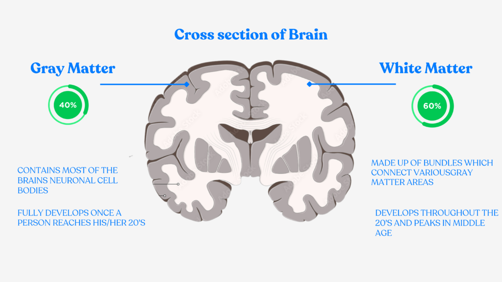 Neuroscience of Mindfulness: How Meditation Changes Your Brain 2 Gray Matter 1